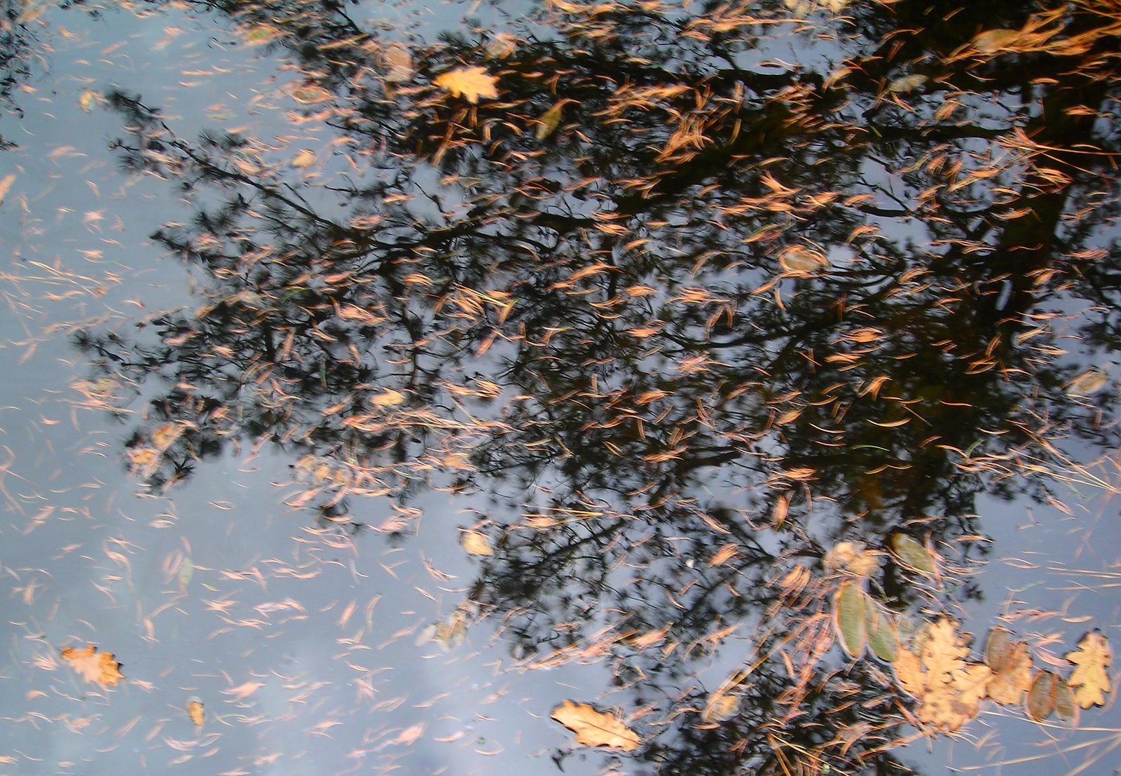 [AGUA_REFLEXOS_ARVORES.jpg]