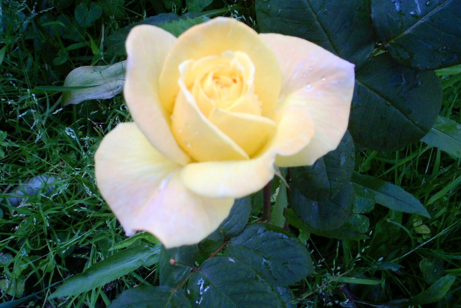 [carreco3_rosa.jpg]