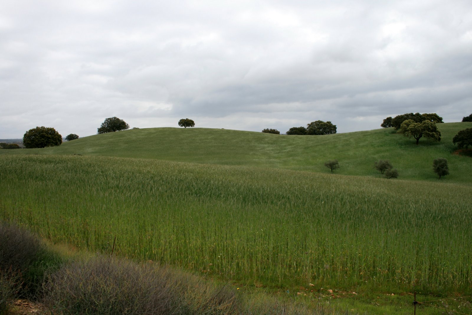 [alentejo.jpg]