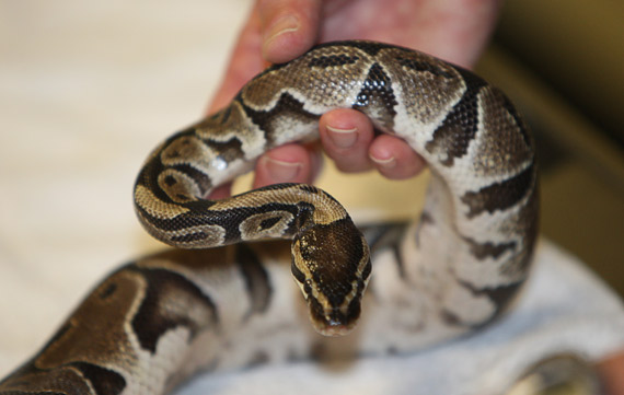 [Python.jpg]