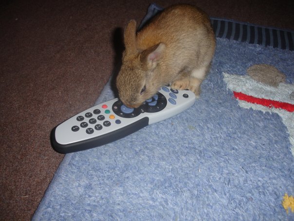 [chowder+remote.jpg]