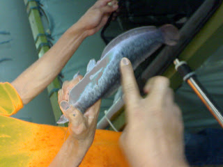 Business plan ikan keli 04 image