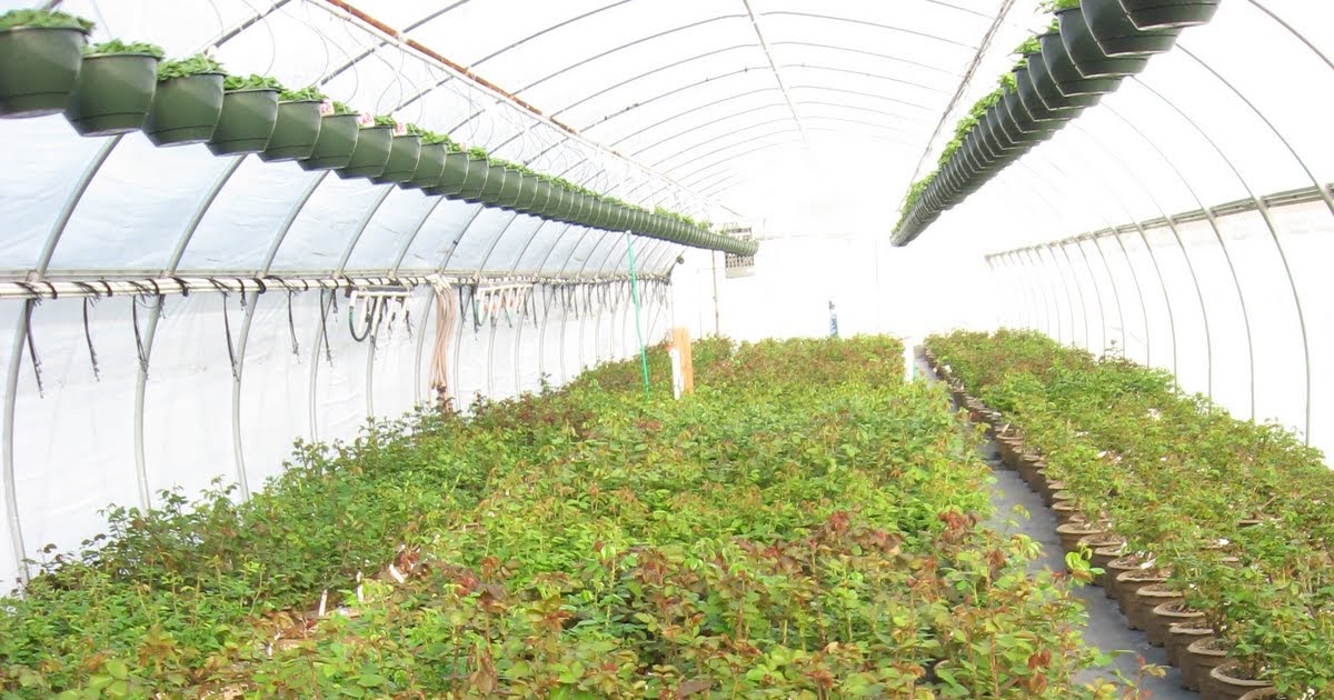 A. J. Rahn Greenhouses Rose Progress