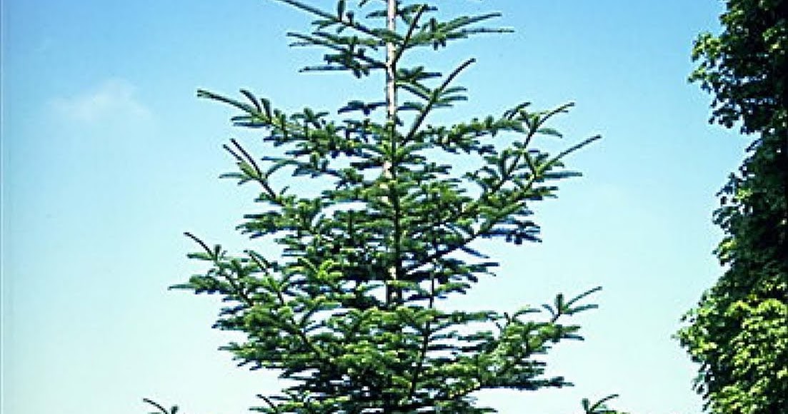 Beechwood Landscape Architecture and Construction Alpine Fir