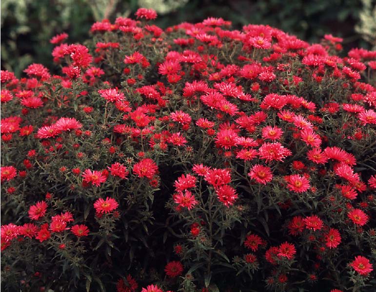 Beechwood Landscape Architecture and Construction: Aug 17, 2010