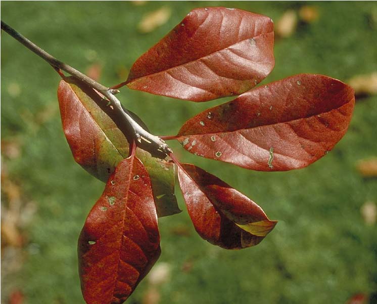 Beechwood Landscape Architecture and Construction Plants That Tolerate