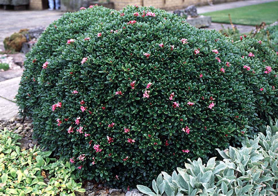 Beechwood Landscape Architecture and Construction Daphne, Featured