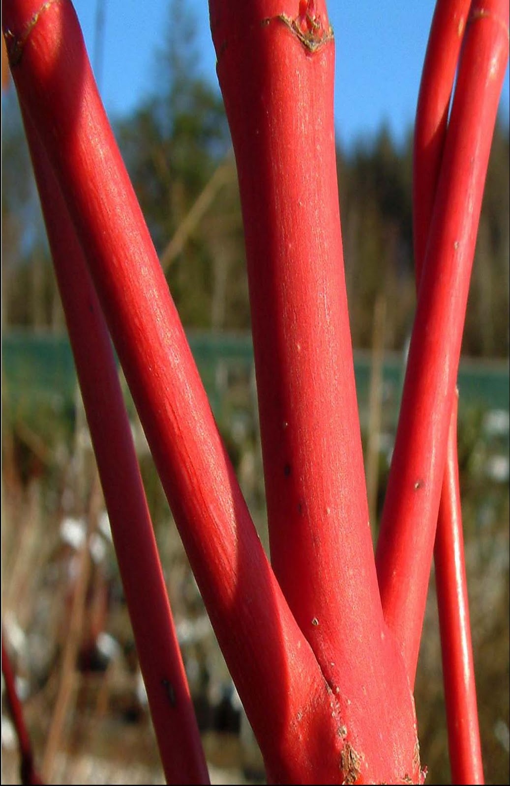 Jamie Lynn Spears CORAL+BARK+JAPANESE+MAPLE4 Jamie Lynn Spears