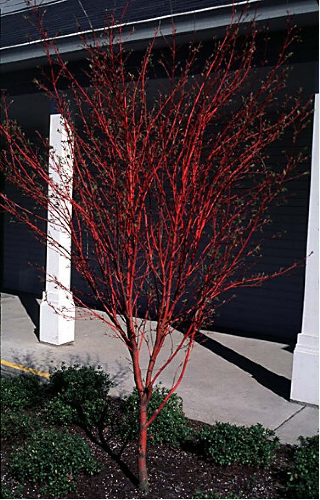 Beechwood Landscape Architecture And Construction Acer Palmatum Acer Palmatum Sango Kaku Deciduous Tree Of The Day