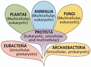 Classification Worksheet