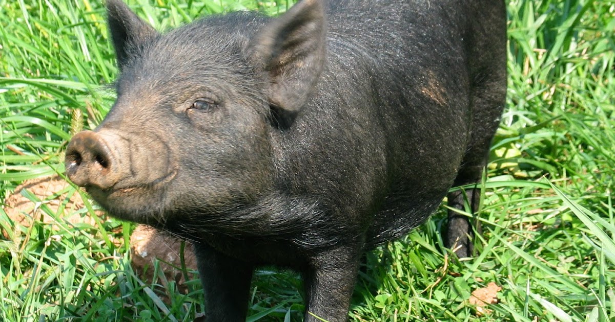 The Ultimate Guide To Weaned Piglets Names Care - mzf3hou