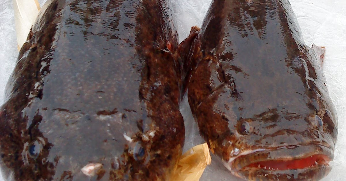 "Enjoy Travel & Fishing Life": IKAN HANTU......from KUCHING, SARAWAK.