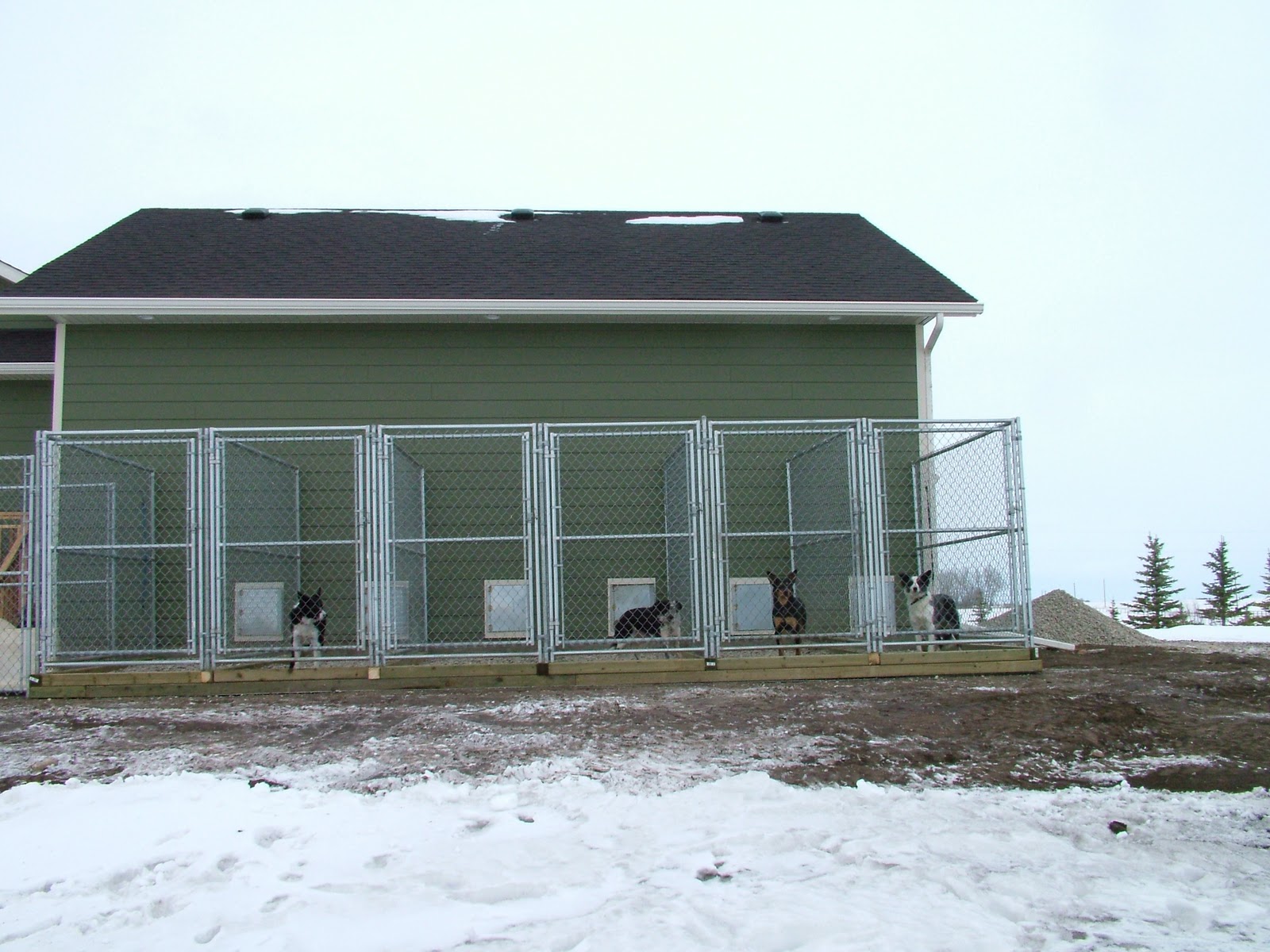 Phantom Ridge Border Collies Kennel is done!