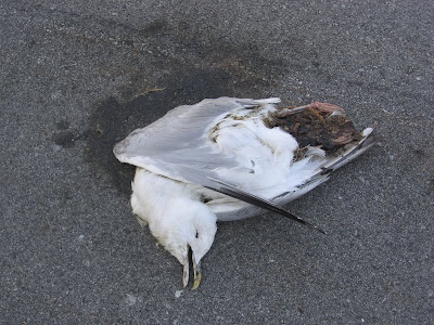 road+kill.jpg