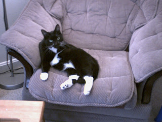chillin' while steph works to keep me in premium cat food and treats