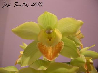 [cymbidium_h2.jpg]