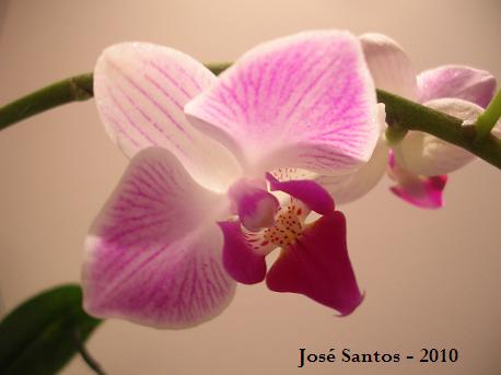 [phalaenopsis.jpg]
