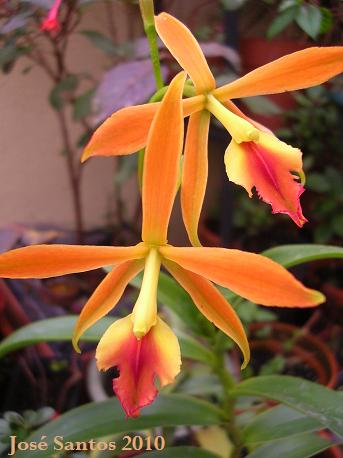 [epidendrum.jpg]