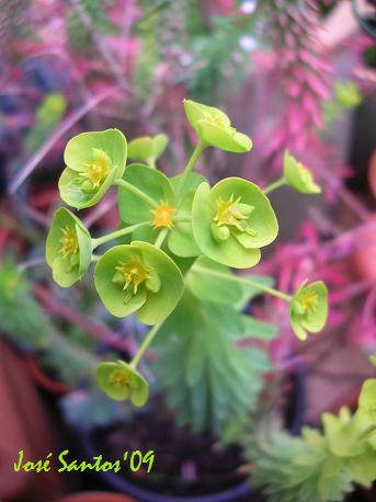 [euphorbia.jpg]