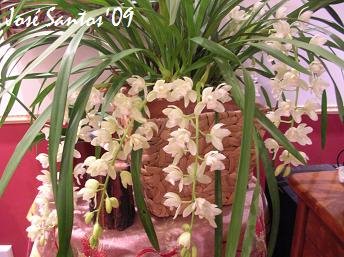 [cymbidium+sjic.jpg]