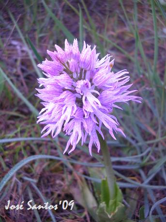 [orchis+italica.jpg]