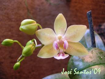 [phal_mannandra.jpg]