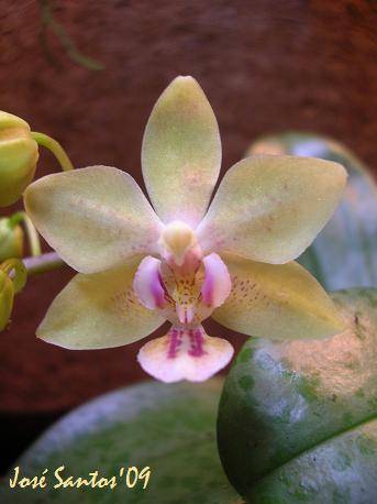 [phalaenopsis+mannandra.jpg]