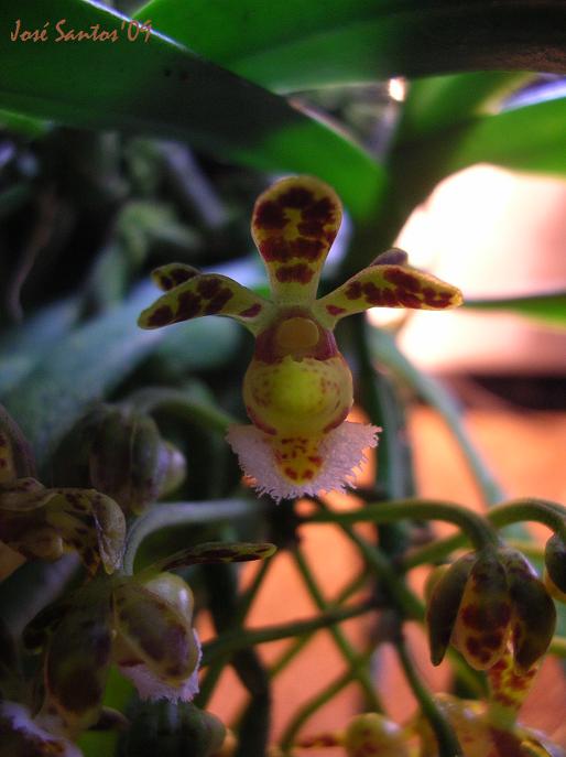 [gastrochilus+calceolaris.jpg]