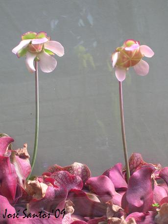[kew_carnivoras_03.jpg]