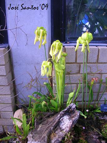 [kew_carnivoras_04.jpg]