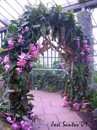 [kew_carnivoras_07.jpg]