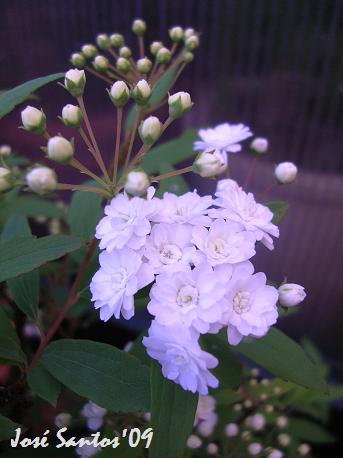 [flores_brancas.jpg]