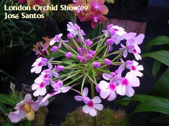 [Lorchidshow09_010.jpg]