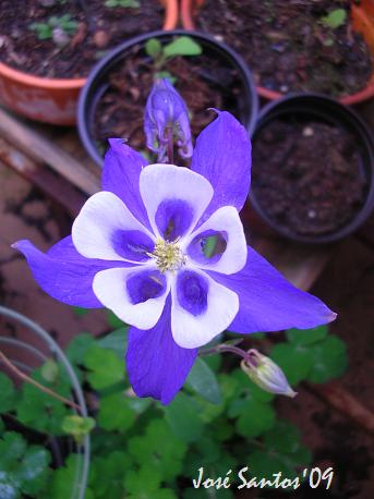 [aquilegia_2009.jpg]
