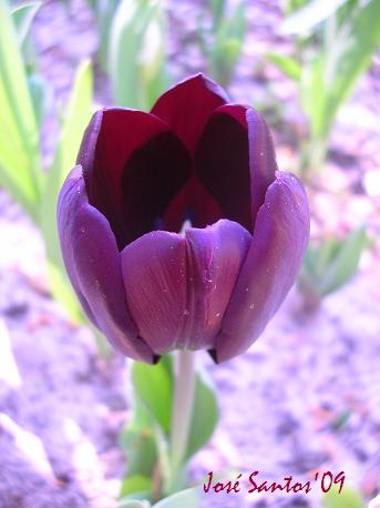 [tulipa_02.jpg]