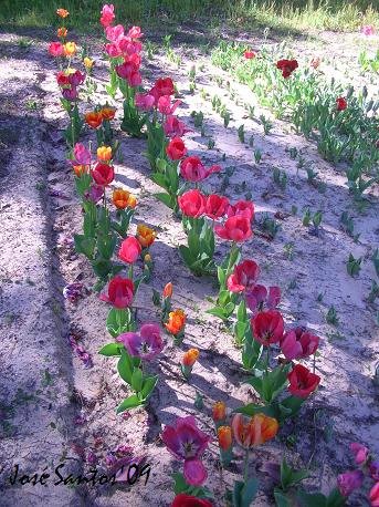 [tulipas_02.jpg]
