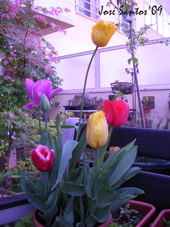 [tulipa_05.jpg]