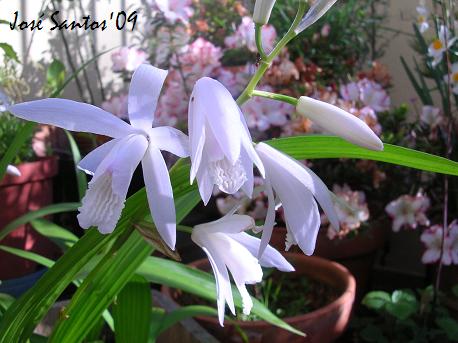 [bletilla_striata_alba.jpg]