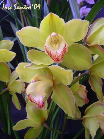 [LOS_cymbidium_04.jpg]