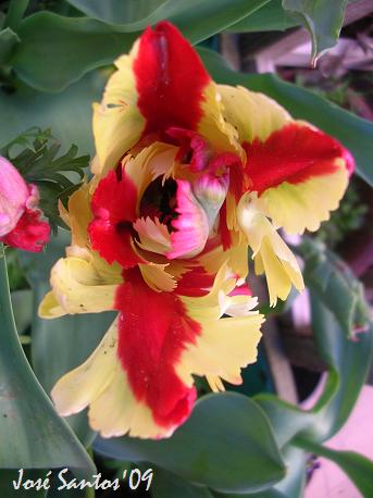 [tulipa_abr_papagaio.jpg]