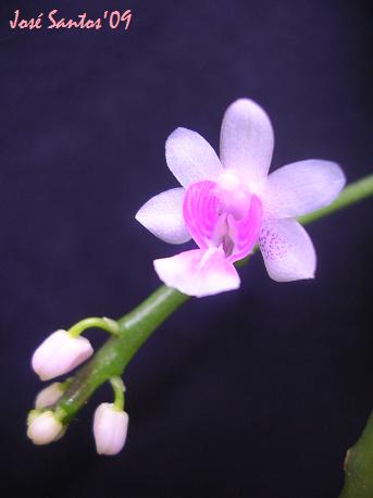 [phalaenopsis_decumbens.jpg]