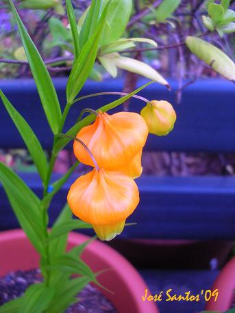 [sandersonia_aurantiaca.jpg]
