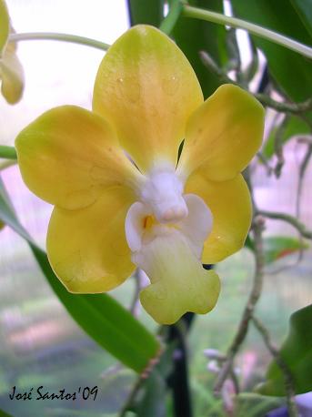 [Vanda_denisoniana.jpg]