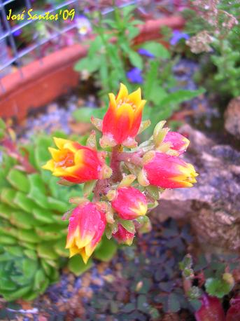 [suculentas_flor_02.jpg]