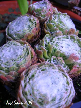 [sempervivum_arachnoideum.jpg]