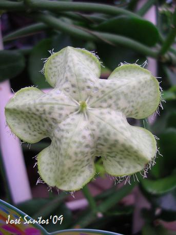 [ceropegia_01.jpg]