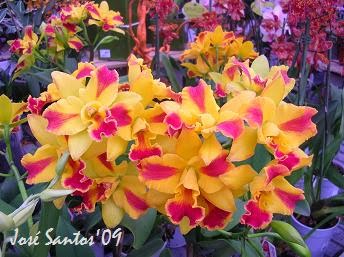 [cattleya2.jpg]