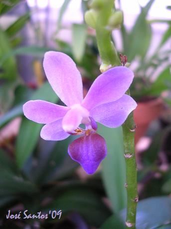 [phal_lilac.jpg]