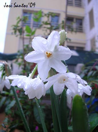 [flores_chuva+01.jpg]