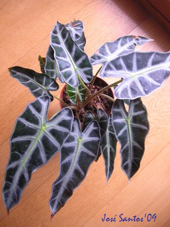 [alocasia+polly.jpg]